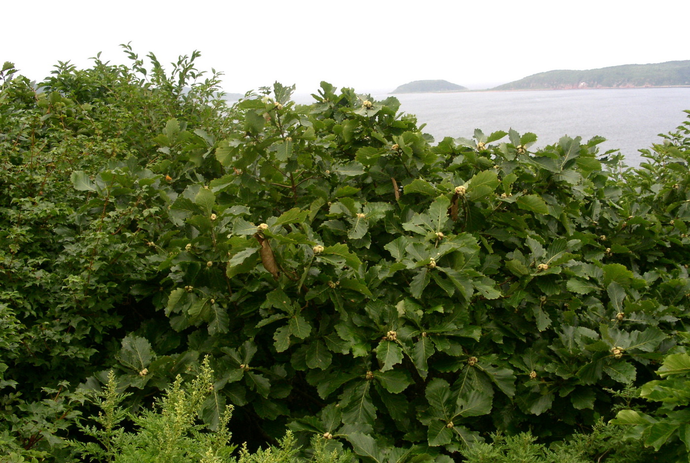 Image of Quercus mongolica specimen.