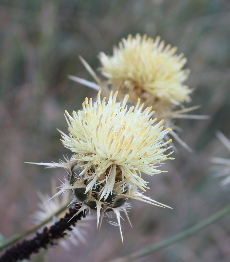 Image of Centaurea reflexa specimen.
