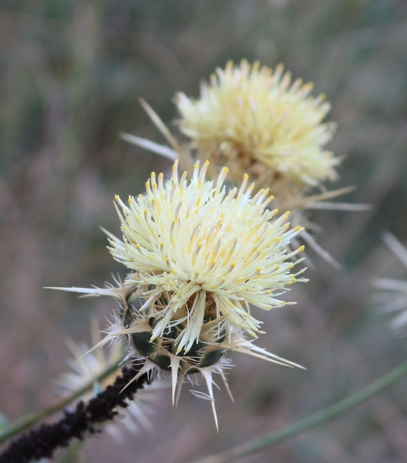 Изображение особи Centaurea reflexa.