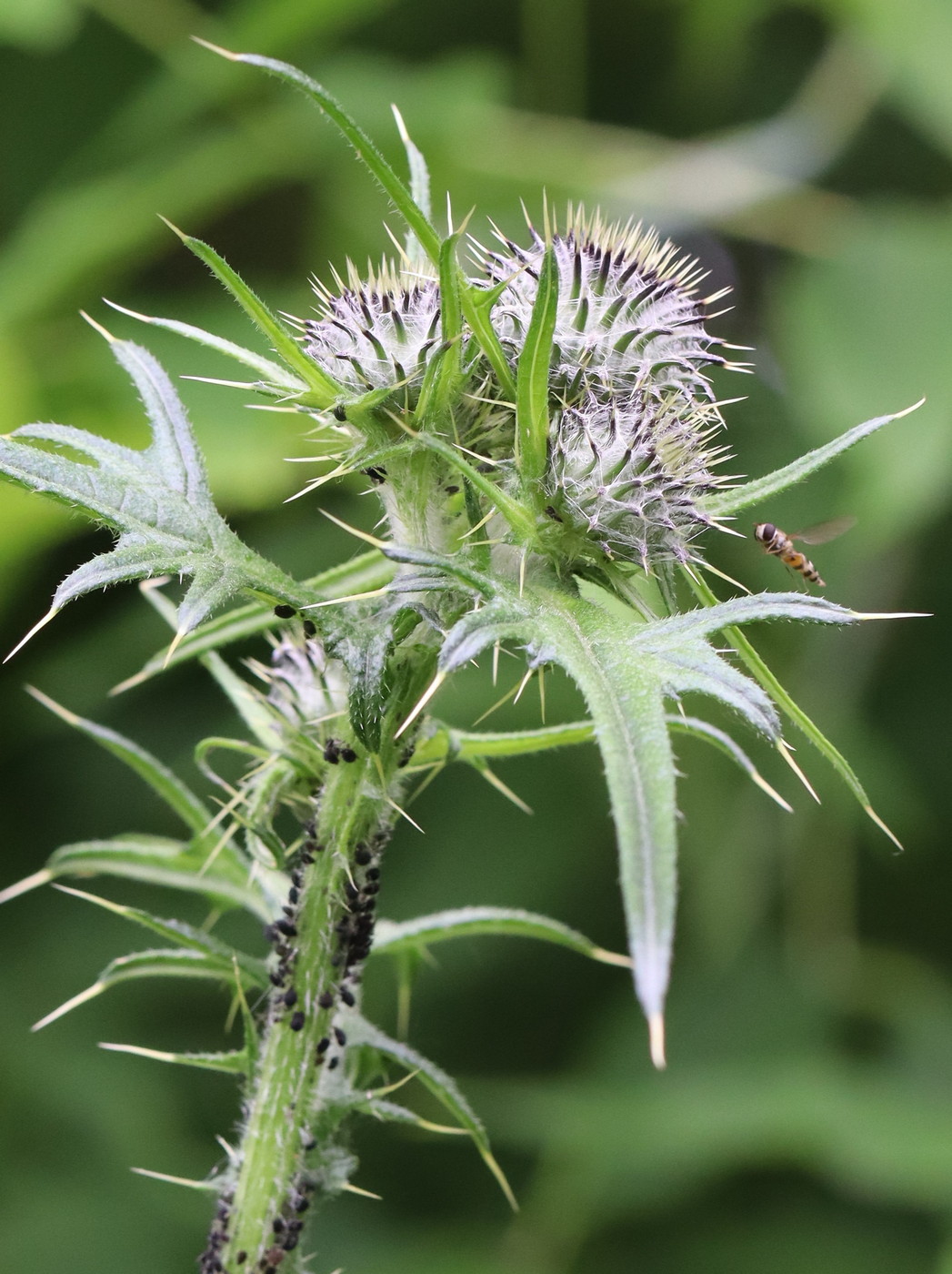 Изображение особи Cirsium vulgare.