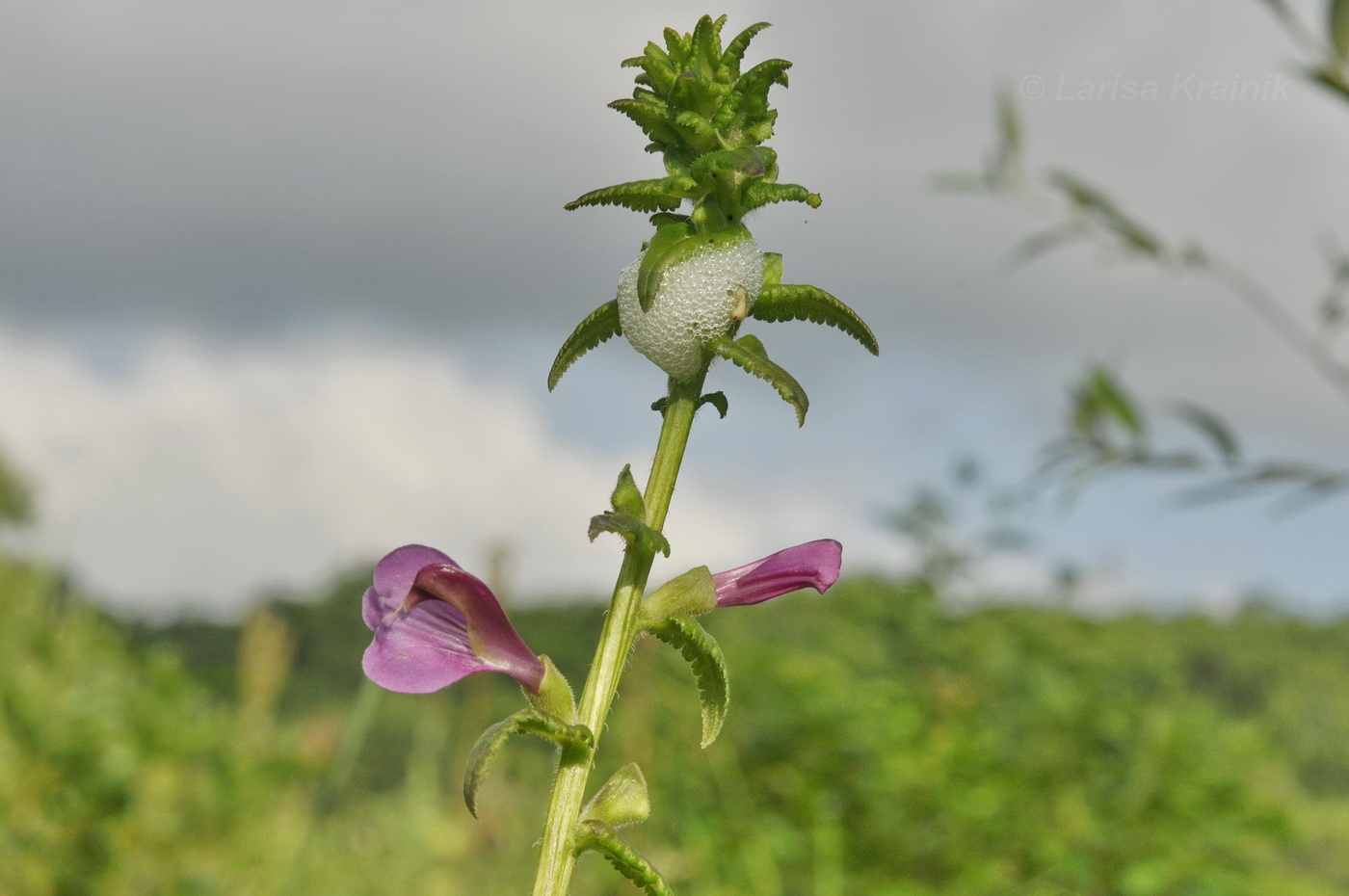 Изображение особи Pedicularis resupinata.