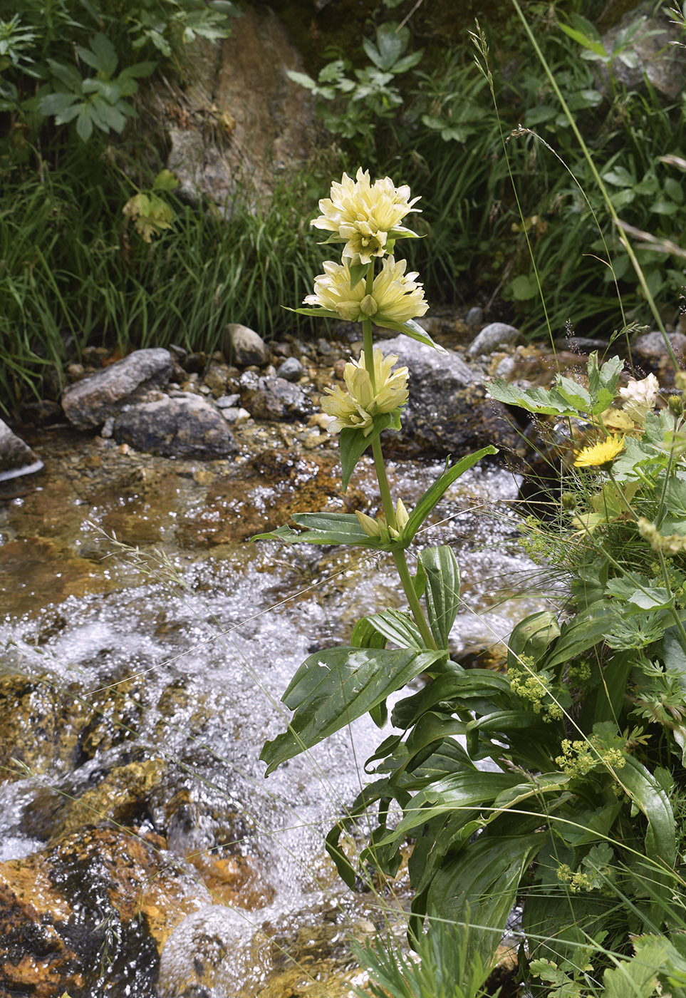 Image of Gentiana burseri specimen.