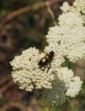 Achillea nobilis