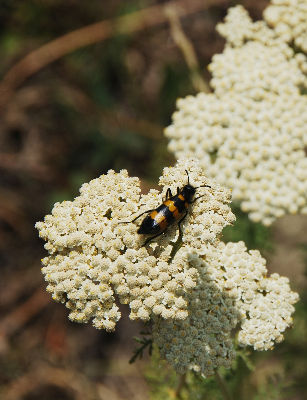 Изображение особи Achillea nobilis.