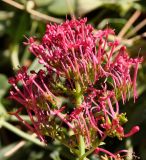 Centranthus подвид sibthorpii