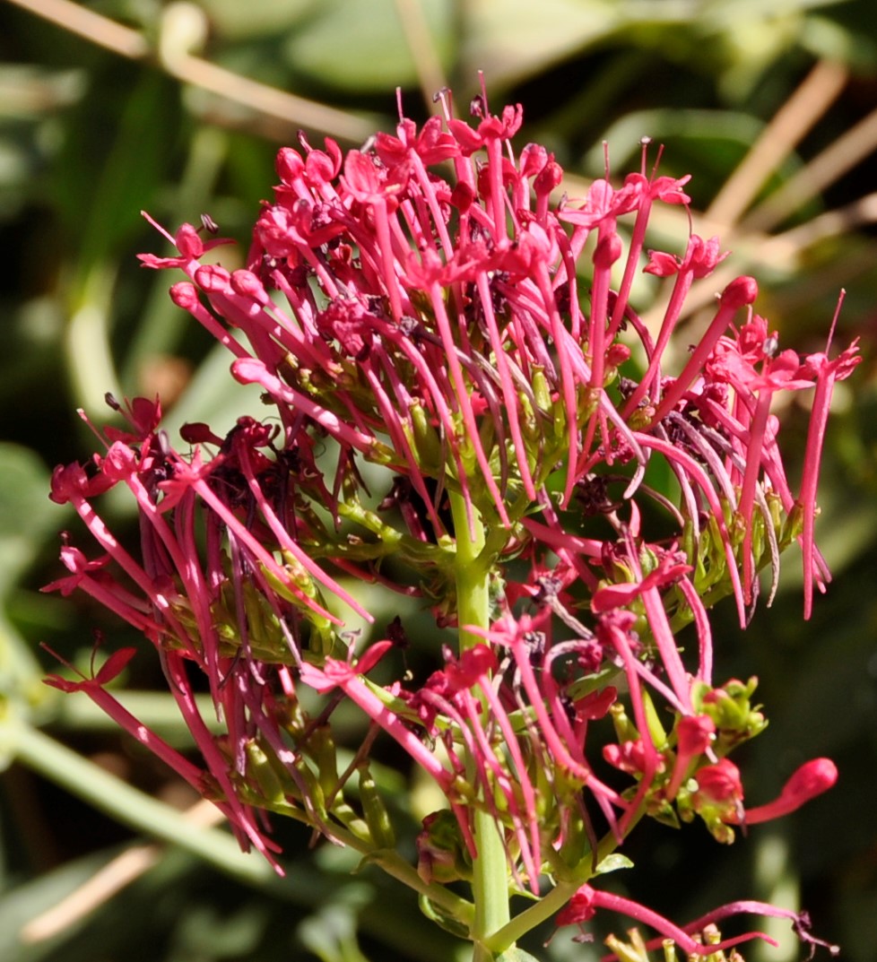Image of Centranthus ruber ssp. sibthorpii specimen.