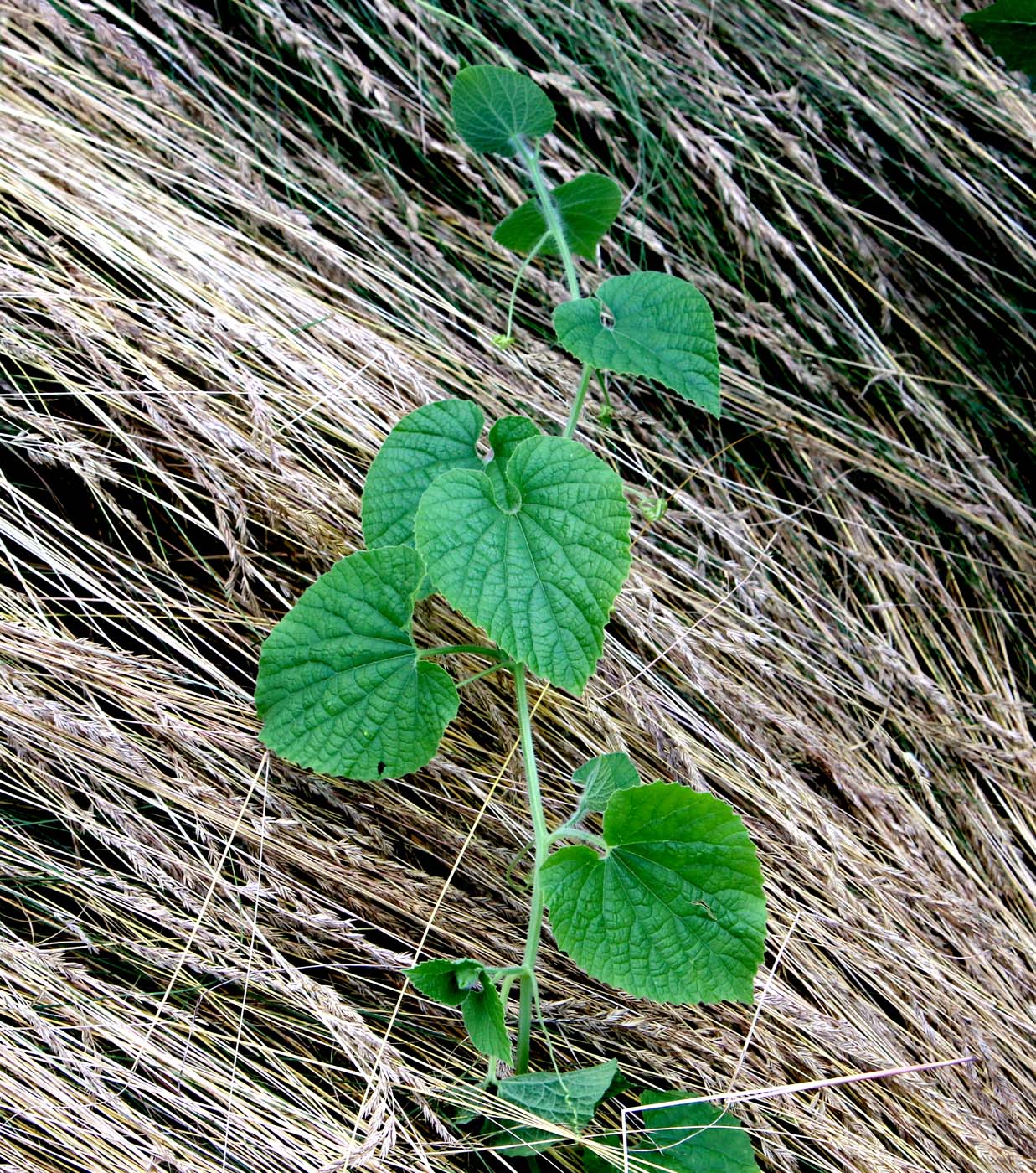 Image of Thladiantha dubia specimen.