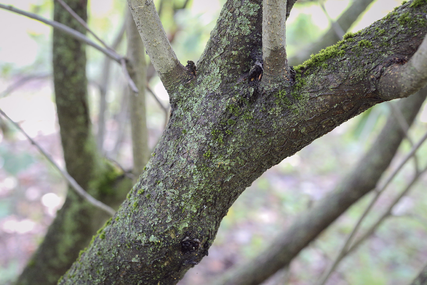 Image of Sorbus intermedia specimen.