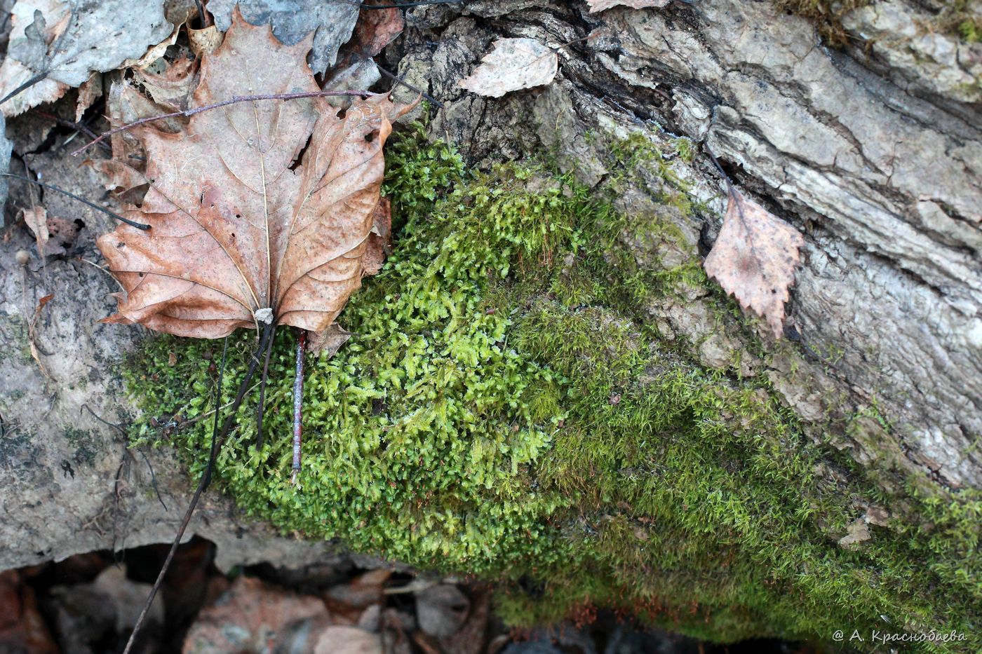 Image of Homalia trichomanoides specimen.