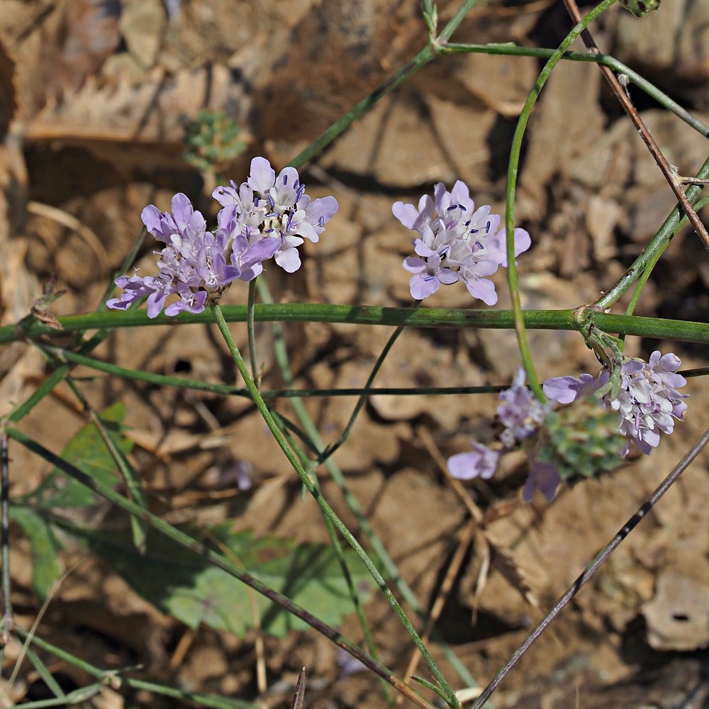 Image of Cephalaria transsylvanica specimen.