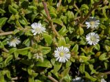 familia Aizoaceae. Верхушки побегов с цветками. Израиль, г. Бат-Ям, в культуре. 28.04.2020.