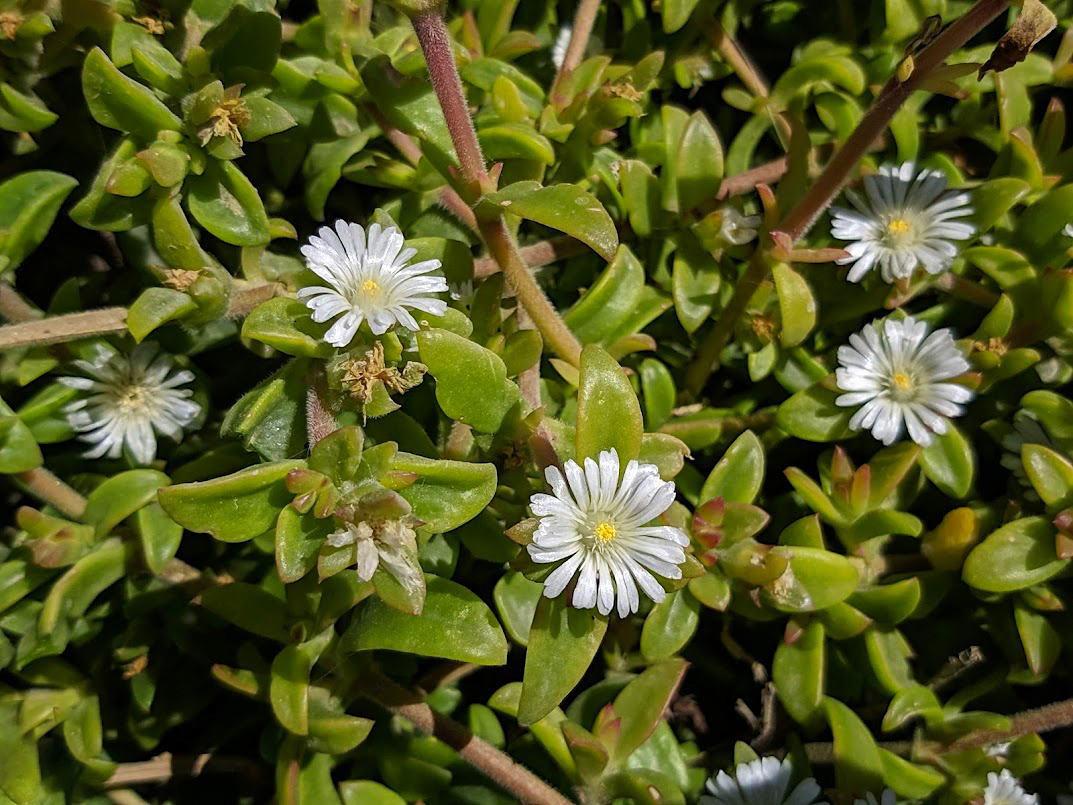 Изображение особи семейство Aizoaceae.