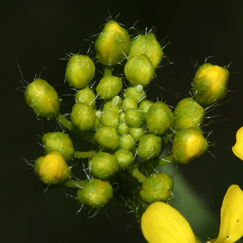 Image of Bunias orientalis specimen.