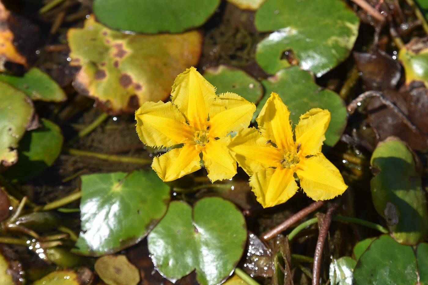 Image of Nymphoides peltata specimen.