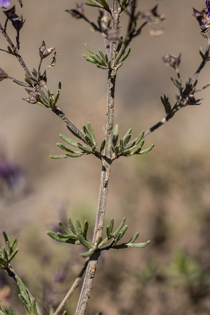 Изображение особи Teucrium orientale.