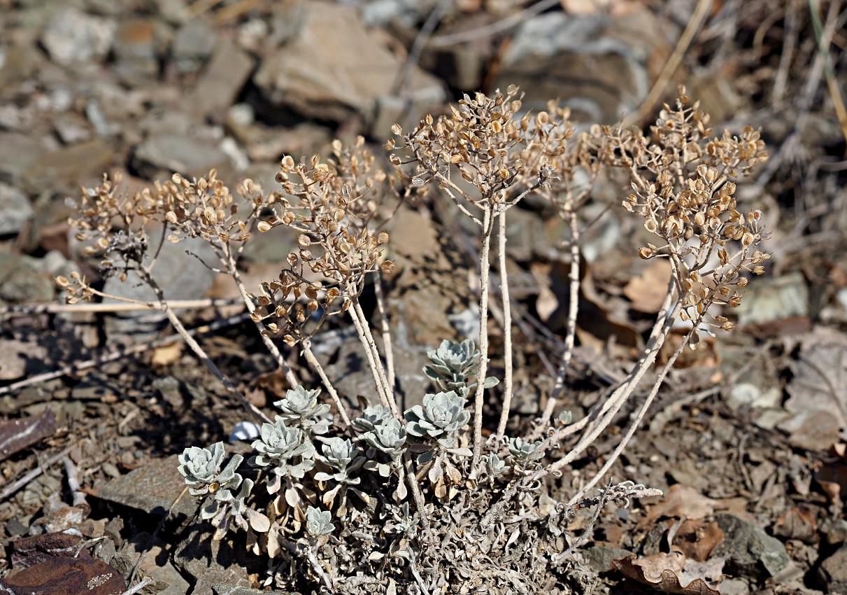 Изображение особи Odontarrhena obtusifolia.