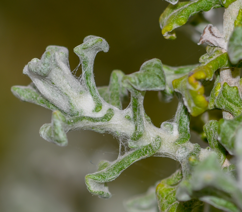 Image of Helichrysum patulum specimen.