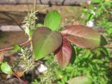 Смотреть изображение Salix taraikensis