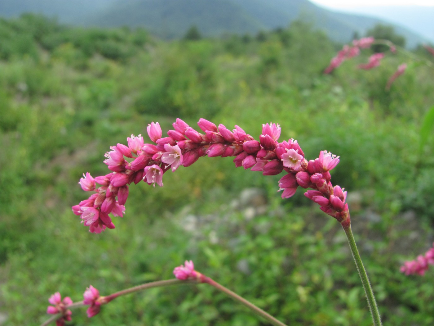 Изображение особи Persicaria orientalis.