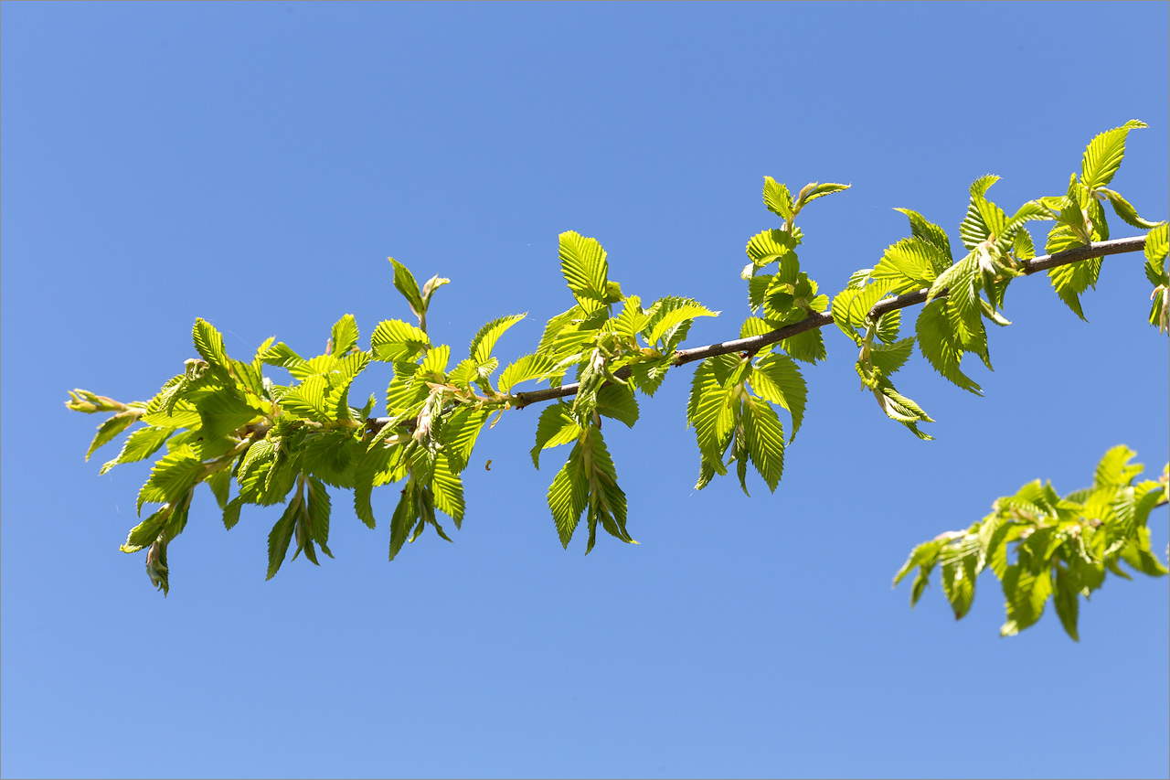 Изображение особи род Carpinus.