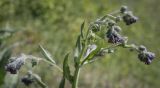 Cynoglossum officinale. Верхушка цветущего растения. Пермский край, Кунгурский р-н, окр. с. Филипповка, гора Ледяная, крутой слабо задернованный склон. 06.06.2021.