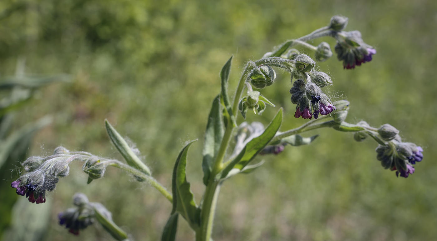 Изображение особи Cynoglossum officinale.