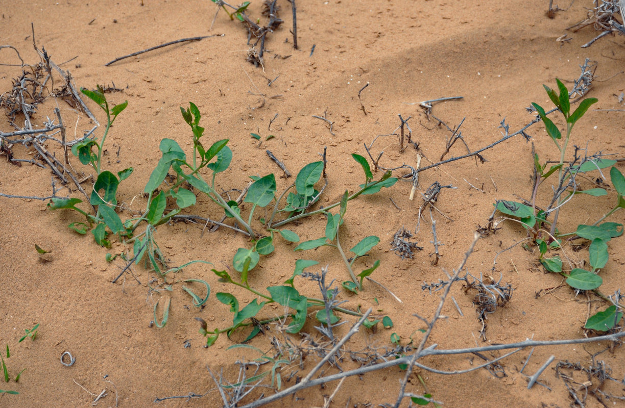 Image of genus Convolvulus specimen.