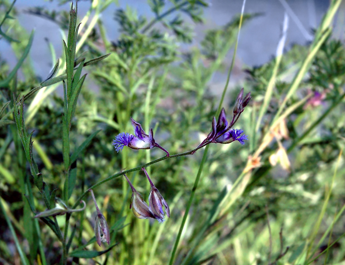 Image of Polygala sibirica specimen.