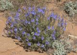 Veronica capsellicarpa