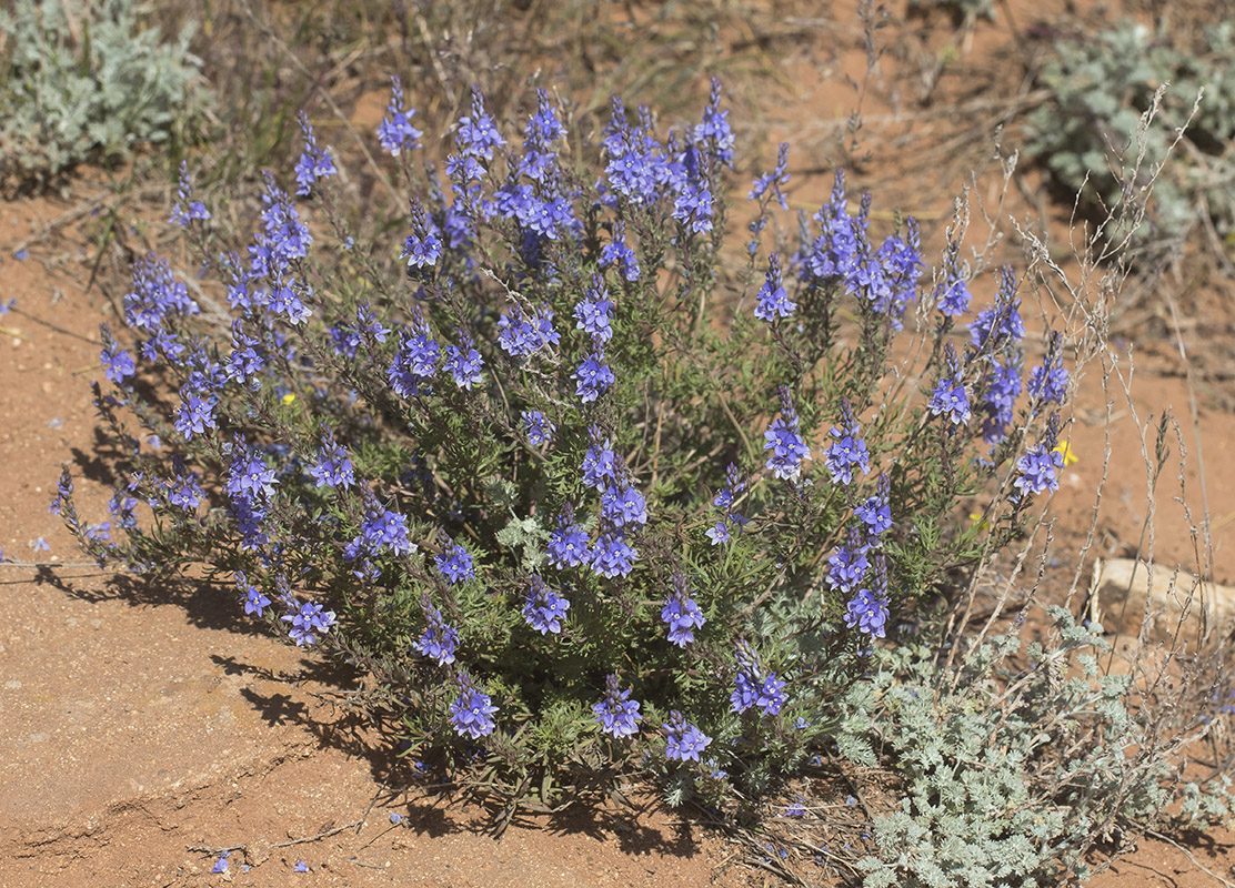 Image of Veronica capsellicarpa specimen.