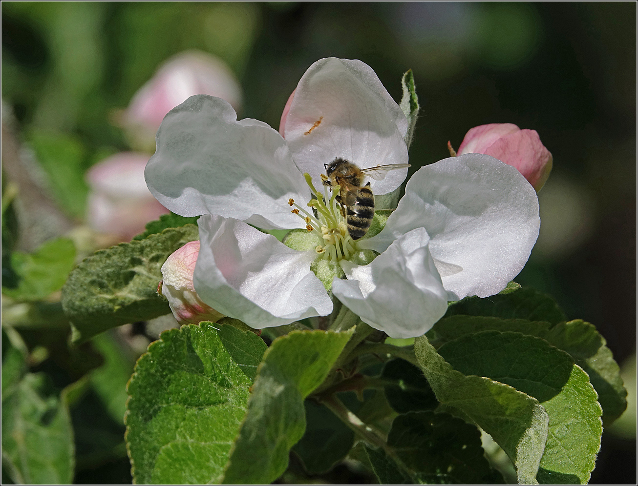 Изображение особи Malus domestica.