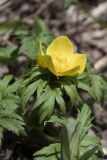 Trollius ranunculinus