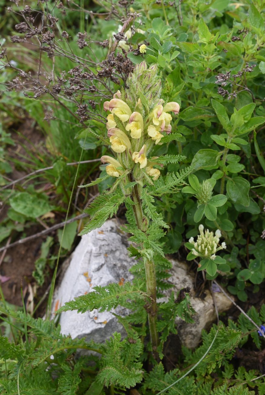 Image of genus Pedicularis specimen.