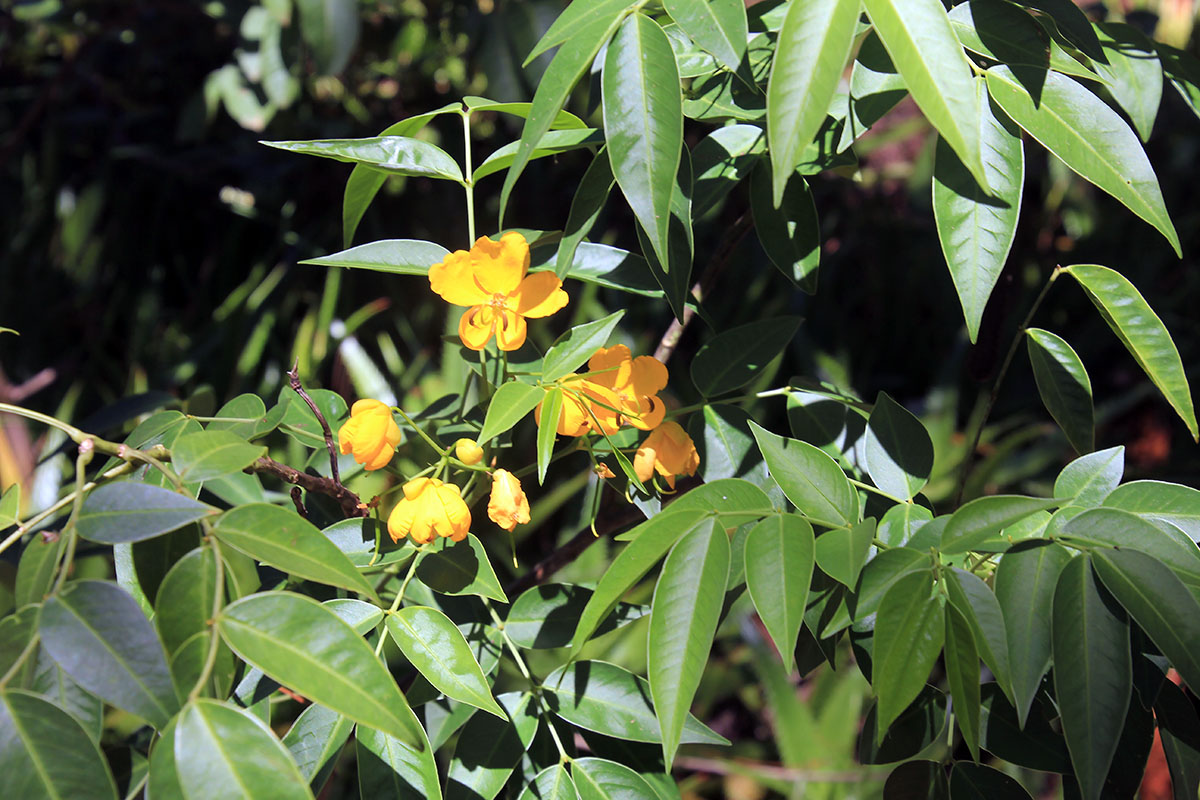 Image of genus Senna specimen.