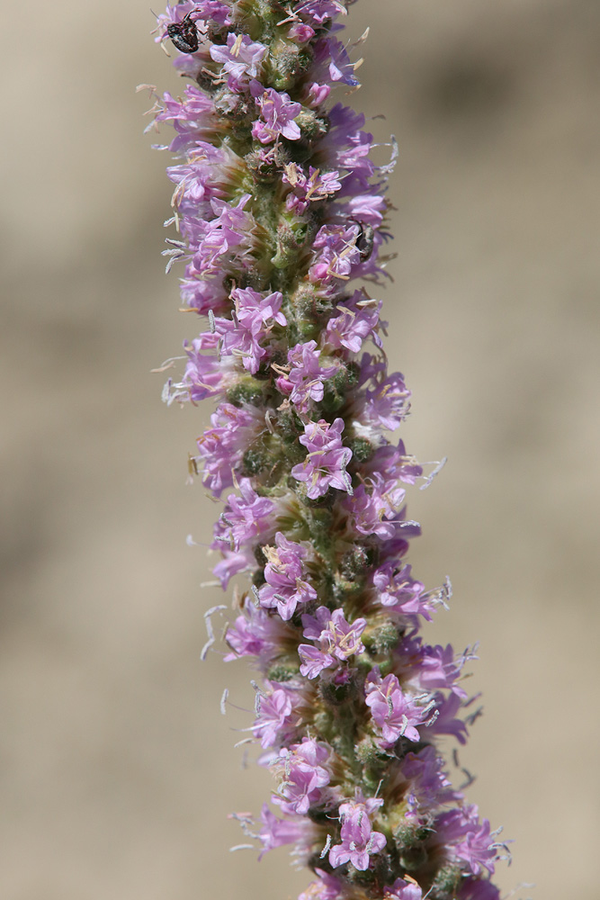 Image of Psylliostachys spicata specimen.