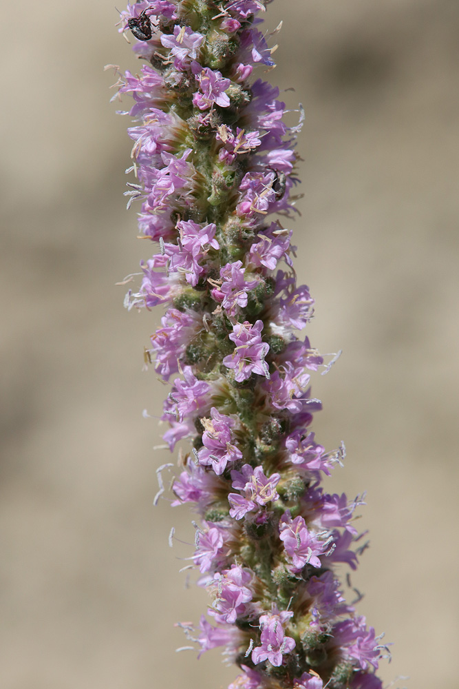 Image of Psylliostachys spicata specimen.