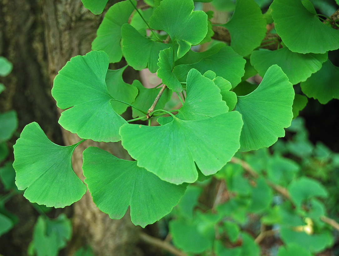 Изображение особи Ginkgo biloba.