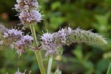 Mentha longifolia. Часть соцветия. Республика Адыгея, Майкопский р-н, ок. 4,5 км к северу от с. Хамышки, Гранитный каньон р. Белая, устье руч. Сашкова, под мостом на валунах берегоукрепления. 31.07.2022.
