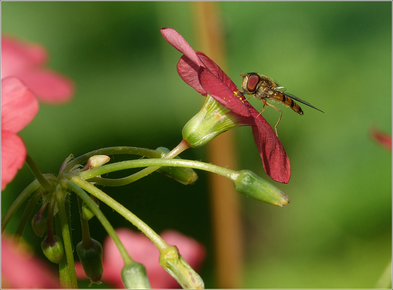 Image of Oxalis tetraphylla specimen.