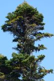 Abies nordmanniana