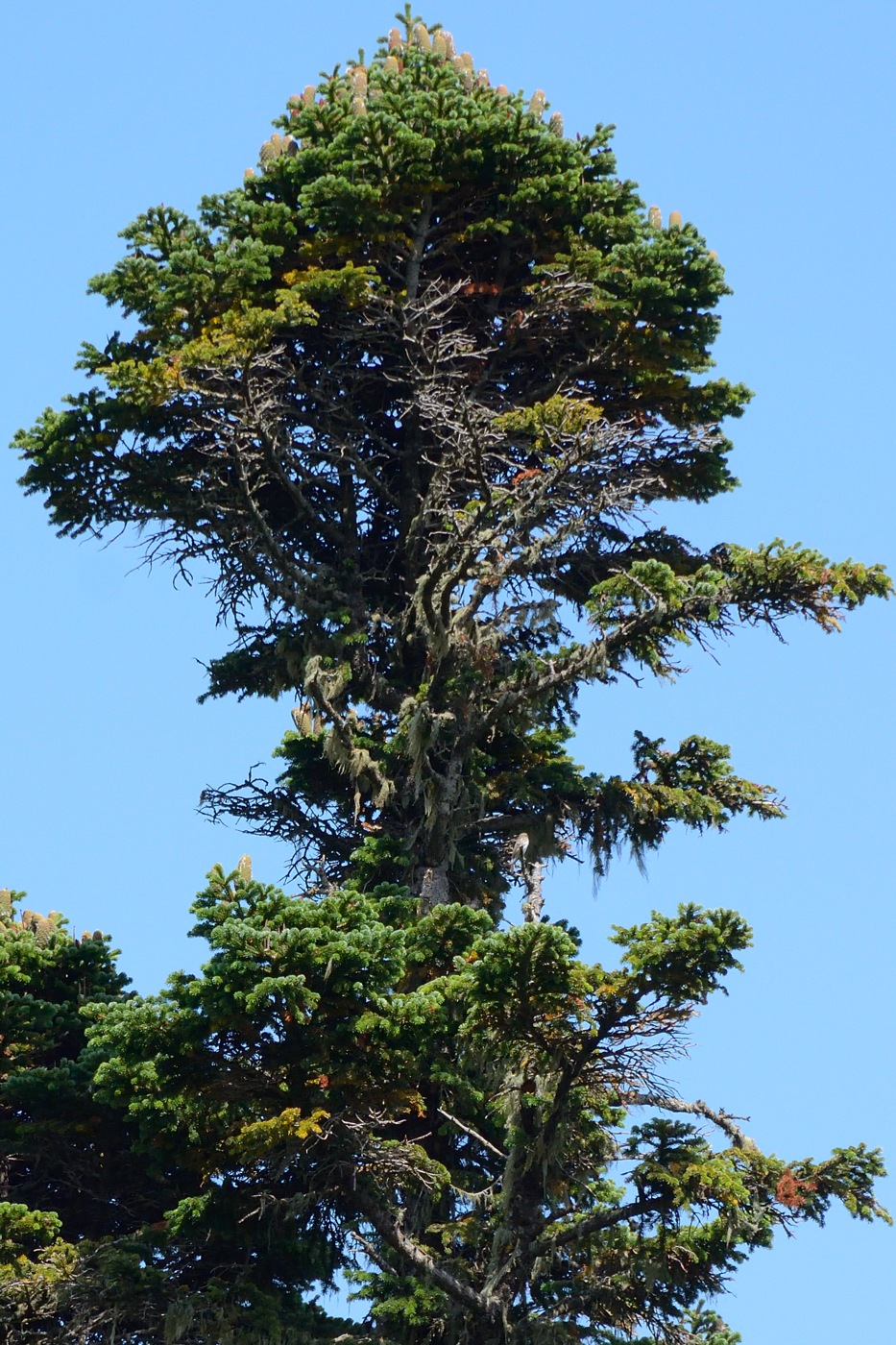 Изображение особи Abies nordmanniana.