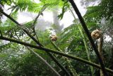 семейство Cyatheaceae. Вайи. Филиппины, провинция Кесон, муниципалитет Канделария, заповедник \"Mount Banahaw de Lucban\". 12.11.2008.