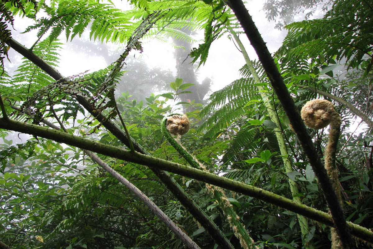 Изображение особи семейство Cyatheaceae.