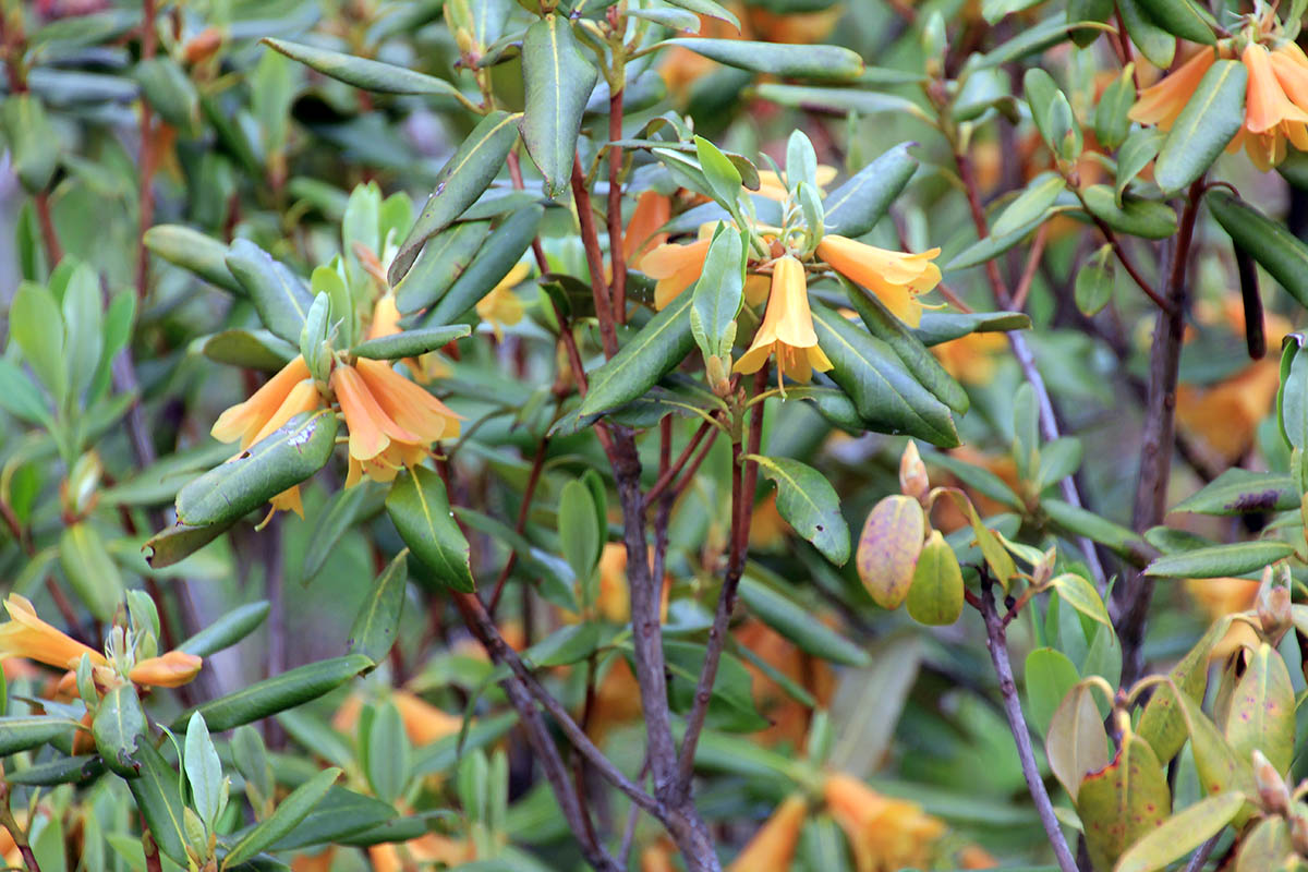 Изображение особи Rhododendron cinnabarinum.