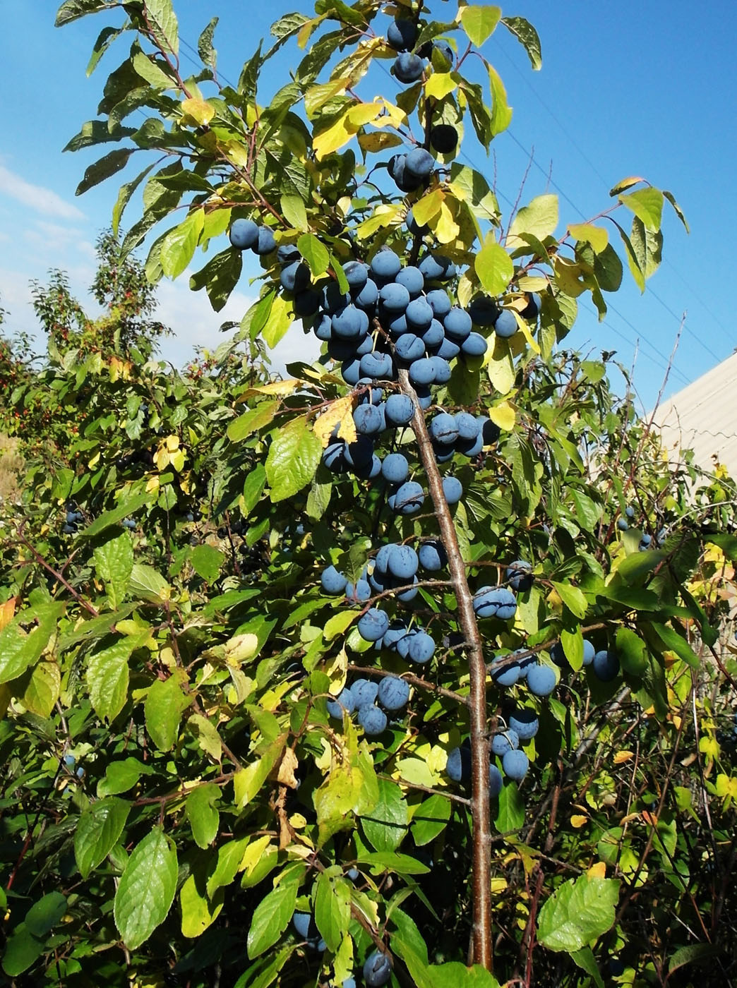 Изображение особи Prunus spinosa.