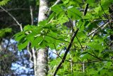 Toxicodendron orientale. Верхушки ветвей. Курильские о-ва, о-в Кунашир, вулкан Менделеева, ≈ 400 м н.у.м., широколиственный лес. 21.08.2022.