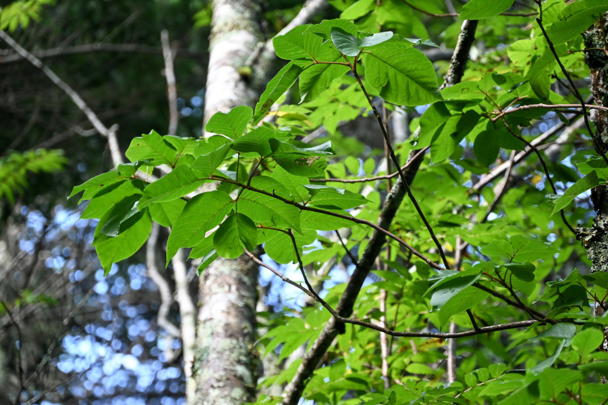 Image of Toxicodendron orientale specimen.