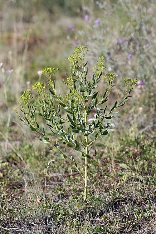 Image of Haplophyllum perforatum specimen.