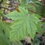 Acer saccharinum