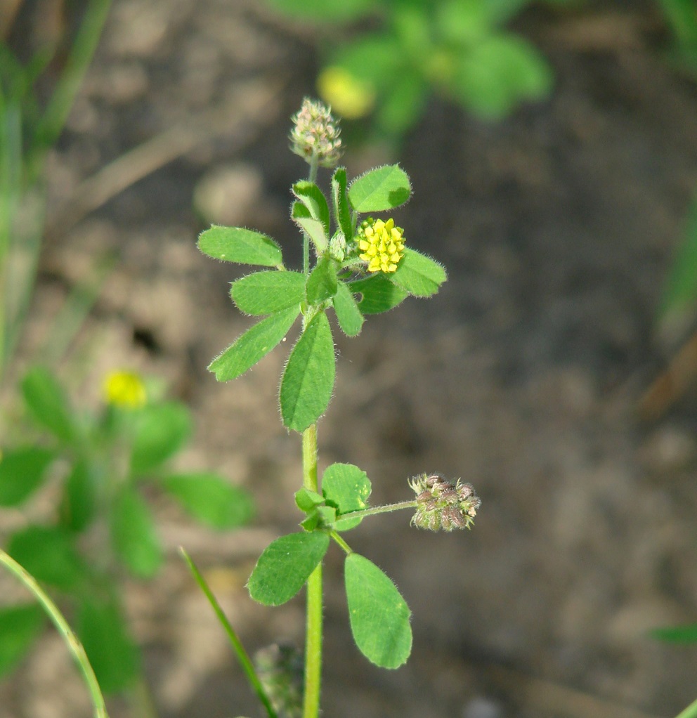 Image of Medicago lupulina specimen.